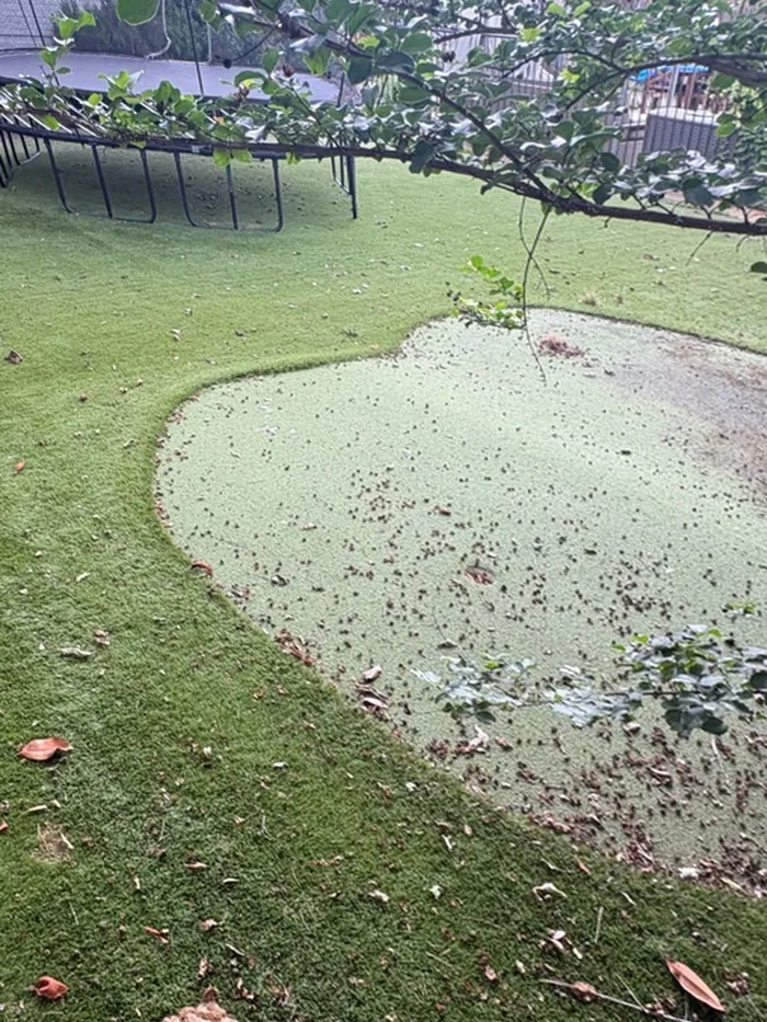 Artificial turf cleaning before and after — before